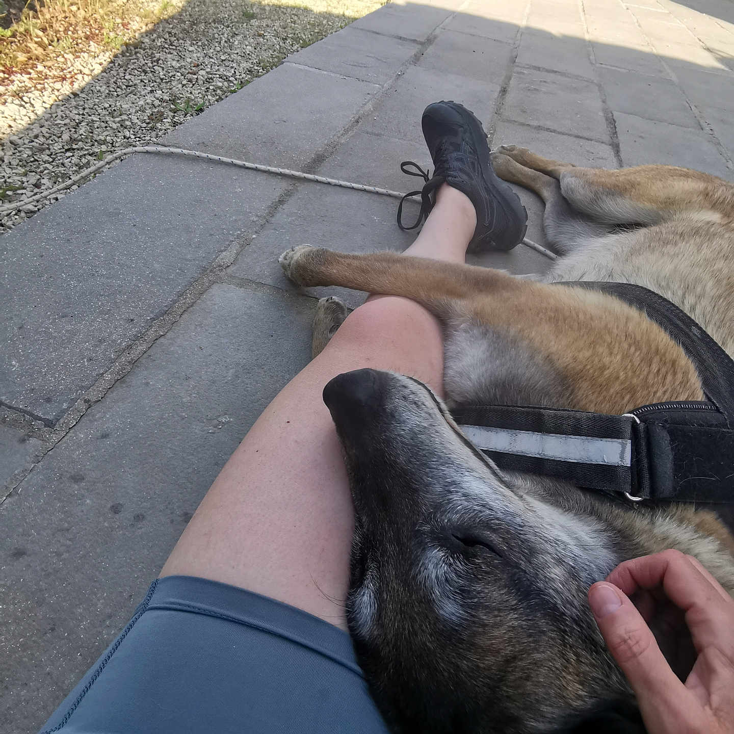 Koro participe au concours pour gagner de l'argent avec cette photo : dog, person, hand, leg, shoe, pavement, outdoor, car, shadow, grass, stone_wall, people, shorts, petting, relaxation, sunlight, leash, resting, casual, comfort