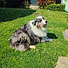 Chelsea a rejoint le concours — aidez-le/la à gagner de superbes lots ! dog, australian_shepherd, grass, flower, outdoor, garden, sunlight, greenery, pet, canine, animal, nature, summer, relaxation, fur, side_view, leisure, peaceful, mammal, domestic_animal