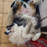 Chelsea a rejoint le concours — aidez-le/la à gagner de superbes lots ! dog, fluffy, lying_down, dog_bed, indoor, floor_tiles, kitchen, cabinet, pet, relaxed, fur, white, black, brown, plastic_bag, household, animal, cute, sleeping, funny_pose