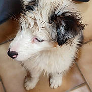 Brooklyn a rejoint le concours — aidez-le/la à gagner de superbes lots ! puppy, dog, white_fur, black_fur, wet_fur, cute, pet, animal, indoor, tile_floor, young_dog, looking_away, small_dog, canine, fluffy, sitting, adorable, fur, nose, ears