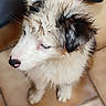 puppy, dog, white_fur, black_fur, wet_fur, cute, pet, animal, indoor, tile_floor, young_dog, looking_away, small_dog, canine, fluffy, sitting, adorable, fur, nose, ears