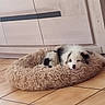 puppy, dog, bed, furry, sleepy, indoor, tile_floor, cute, pet, resting, adorable, canine, cozy, fur, black_and_white, young, domestic_animal, animal_bed, quiet, relaxed