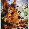 Poker a rejoint le concours — aidez-le/la à gagner de superbes lots ! airedale, animal, ball, bed, bedroom, canine, couch, cushion, dog, face, furniture, head, homedecor, indoors, person, pet, puppy, room, sport, terrier