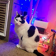 Oddie joined the competition — help win amazing prizes! cat, black_and_white, carpet, indoor, string_lights, table, decorations, furniture, pet, animal, tail, sitting, cozy, colorful, lights, home, floor, whiskers, cute, relaxed