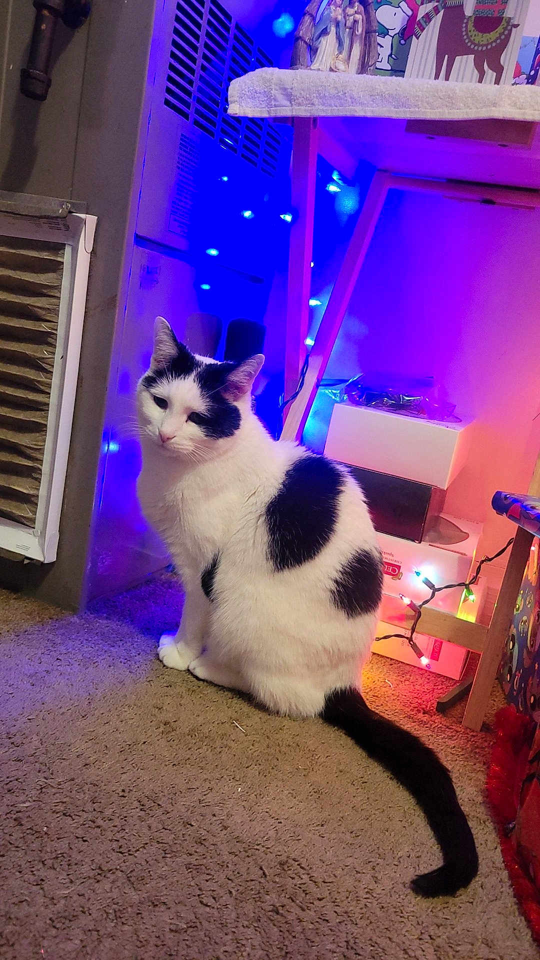 Oddie joined the competition — help win amazing prizes! cat, black_and_white, carpet, indoor, string_lights, table, decorations, furniture, pet, animal, tail, sitting, cozy, colorful, lights, home, floor, whiskers, cute, relaxed