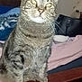 Oddie is registered to the contest to win money with this photo: cat, tabby_cat, pet, indoor, feline, whiskers, ears, fur, animal, curious, looking_up, close_up, bedroom, blanket, wooden_surface, domestic, mammal, sitting, household, cozy