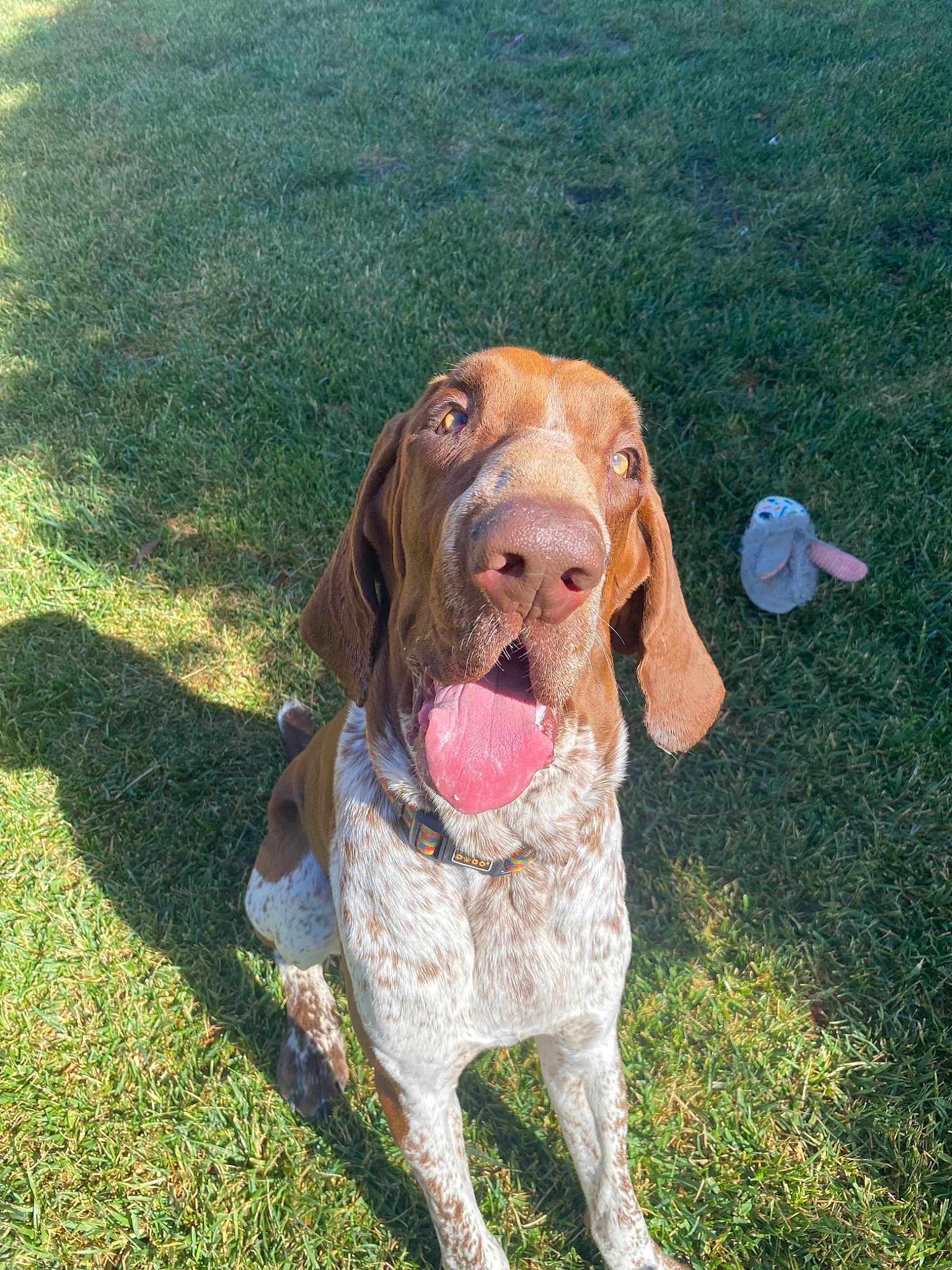 Mambo