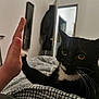 Minouchette participe au concours pour gagner de l'argent avec cette photo : cat, black_and_white_cat, indoor, bed, blanket, hand, high_five, pet, whiskers, feline, cozy, home, animal, resting, yellow_eyes, fur, domestic_cat, close_up, interaction, human