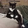 cat, tuxedo_cat, black_and_white, pet, animal, sitting, couch, blanket, indoor, relaxed, furniture, tail, whiskers, yellow_eyes, curious, paw, home, cozy, table, chair