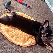 Arnie joined the competition — help win amazing prizes! dog, black_dog, tan_markings, carpet, floor, toy, chew_toy, orange_mat, pet, indoor, furniture, cabinet, decor, relaxed, lying_down, animal, ears, face, looking, paw
