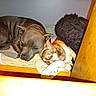 dogs, canine, sleeping, resting, pet, companions, two_animals, cozy, bed, blanket, wooden_crate, indoor, home, cuddling, brown_dog, gray_dog, relaxed, portrait, flash_photography, nap