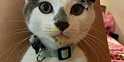 Milkyway is registered to the contest to win money with this photo: animal, bow, cat, close_up, collar, cute, domestic, feline, gray, hand, indoor, jingle_bell, kitten, lap, person, pet, ring, whiskers, white, young