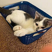 Milkyway joined the competition — help win amazing prizes! animal, basket, blue_basket, carpet, cat, cozy, curious, cute, domestic_animal, feline, gray_fur, house_pet, indoor, kitten, paws, pet, resting, small, white_fur, young_cat