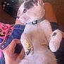 Milkyway joined the competition — help win amazing prizes! animal, blanket, carpet, cat, collar, colorful, cute, domestic, furry, hand, indoor, kitten, lap, pet, relaxed, slippers, sticker, toy, white, young
