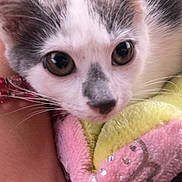 Milkyway joined the competition — help win amazing prizes! animal, arm, beads, blanket, bracelets, brown_eyes, cat, close_up, colorful, comfort, cozy, cute, fur, indoor, kitten, pet, resting, soft_texture, whiskers, young_cat