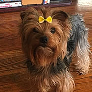 Thumbelina Star is registered to the contest to win money with this photo: dog, yorkshire_terrier, bow, pet, indoor, wooden_floor, curious, fur, small_dog, animal, cute, companion, domestic, standing, brown, black, long_fur, adorable, house, floor