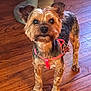 Thumbelina Star joined the competition — help win amazing prizes! dog, small_dog, pet, indoor, wooden_floor, pink_harness, curious, alert, fur, ears, tag, animal, companion, cute, domestic_animal, standing, looking_up, groomed, canine, house