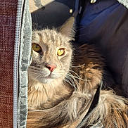 Raven participe au concours pour gagner de l'argent avec cette photo : cat, feline, fluffy, long_hair, golden_brown, tabby, amber_eyes, whiskers, pink_nose, animal, pet, portrait, close_up, sitting, lying_down, carrier, bag, fabric, indoor, sunlight