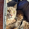 cat, feline, fluffy, long_hair, golden_brown, tabby, amber_eyes, whiskers, pink_nose, animal, pet, portrait, close_up, sitting, lying_down, carrier, bag, fabric, indoor, sunlight