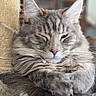 Raven participe au concours pour gagner de l'argent avec cette photo : cat, kitten, gray_tabby, fluffy, fur, whiskers, ears, paws, sleepy, relaxed, lounging, closeup, portrait, indoor, scratching_post, cat_tree, pet, animal, soft_focus, cozy