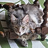 Raven participe au concours pour gagner de l'argent avec cette photo : cat, fluffy, gray_fur, long_hair, feline, animal, pet, whiskers, ears, eyes, portrait, sitting, lounging, wooden_chair, carved_wood, cushion, patterned_background, indoor, closeup, relaxed