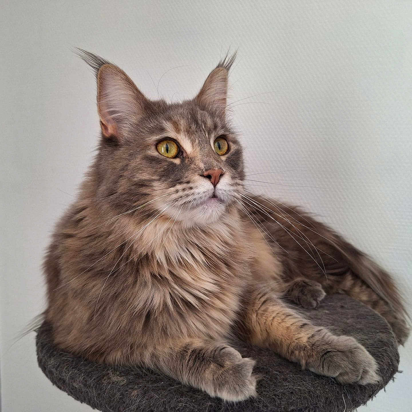Raven participe au concours pour gagner de l'argent avec cette photo : cat, maine_coon, long_hair, fluffy, feline, pet, portrait, close_up, whiskers, ears, golden_eyes, brown_fur, gray_fur, sitting, lounging, cat_tree, indoor, wall, animal, photography
