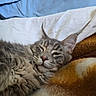 cat, tabby, fluffy, long_hair, gray_fur, pet, animal, sleepy, relaxed, lying_down, bed, blanket, cozy, indoors, portrait, whiskers, ears, feline, close_up, resting