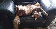 Raven participe au concours pour gagner de l'argent avec cette photo : cat, fluffy, long_hair, feline, pet, animal, upside_down, lounging, relaxed, portrait, eyes, whiskers, ears, tail, leather_chair, furniture, indoor, living_room, rug, cozy