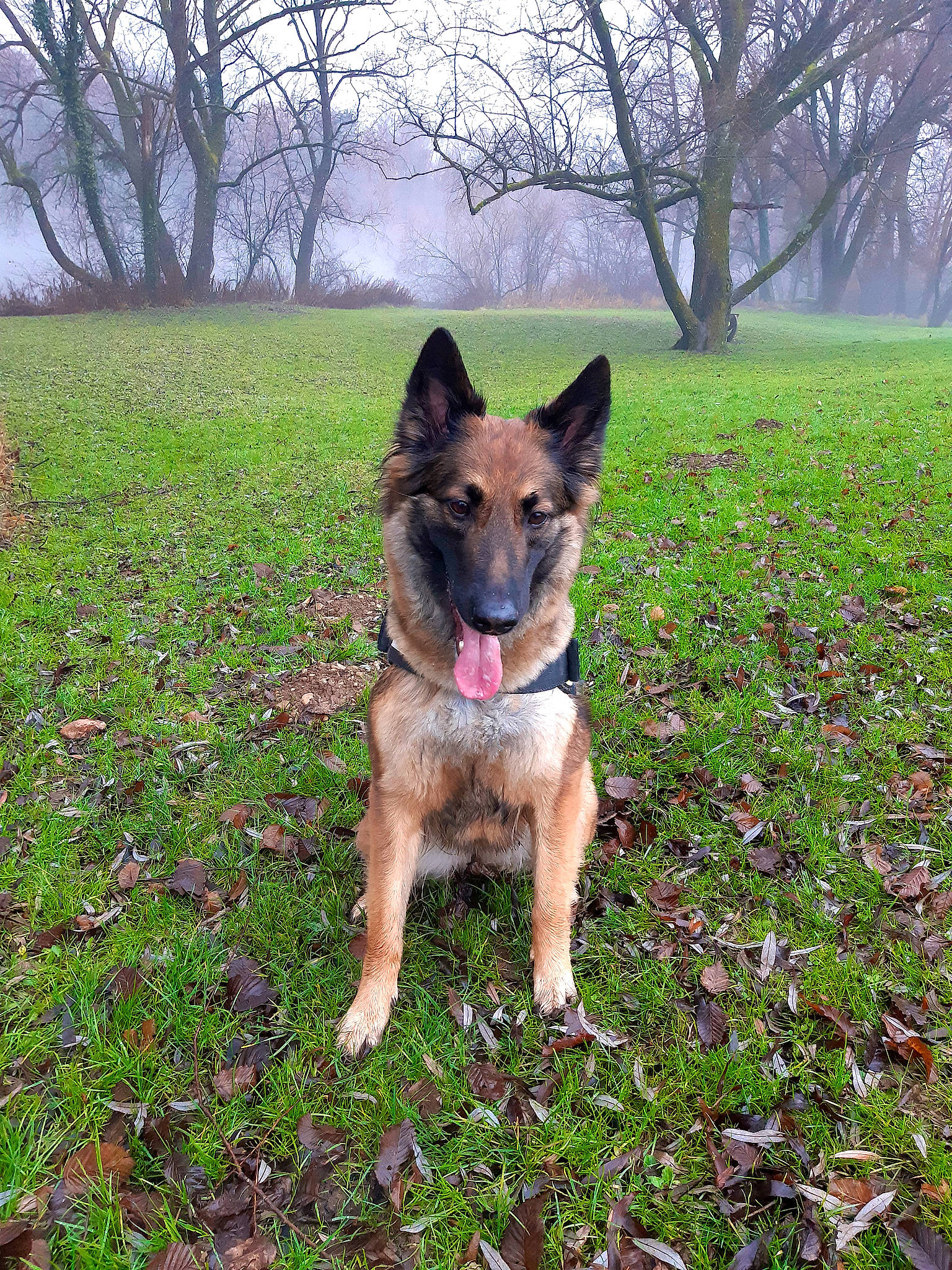 Oska a rejoint le concours — aidez-le/la à gagner de superbes lots ! canidae, carnivore, collar, companion_dog, dog, dog_breed, dog_supply, east_european_shepherd, fawn, flower, fog, german_shepherd_dog, grass, groundcover, herbaceous_plant, herding_dog, old_german_shepherd_dog, plant, snout, tree