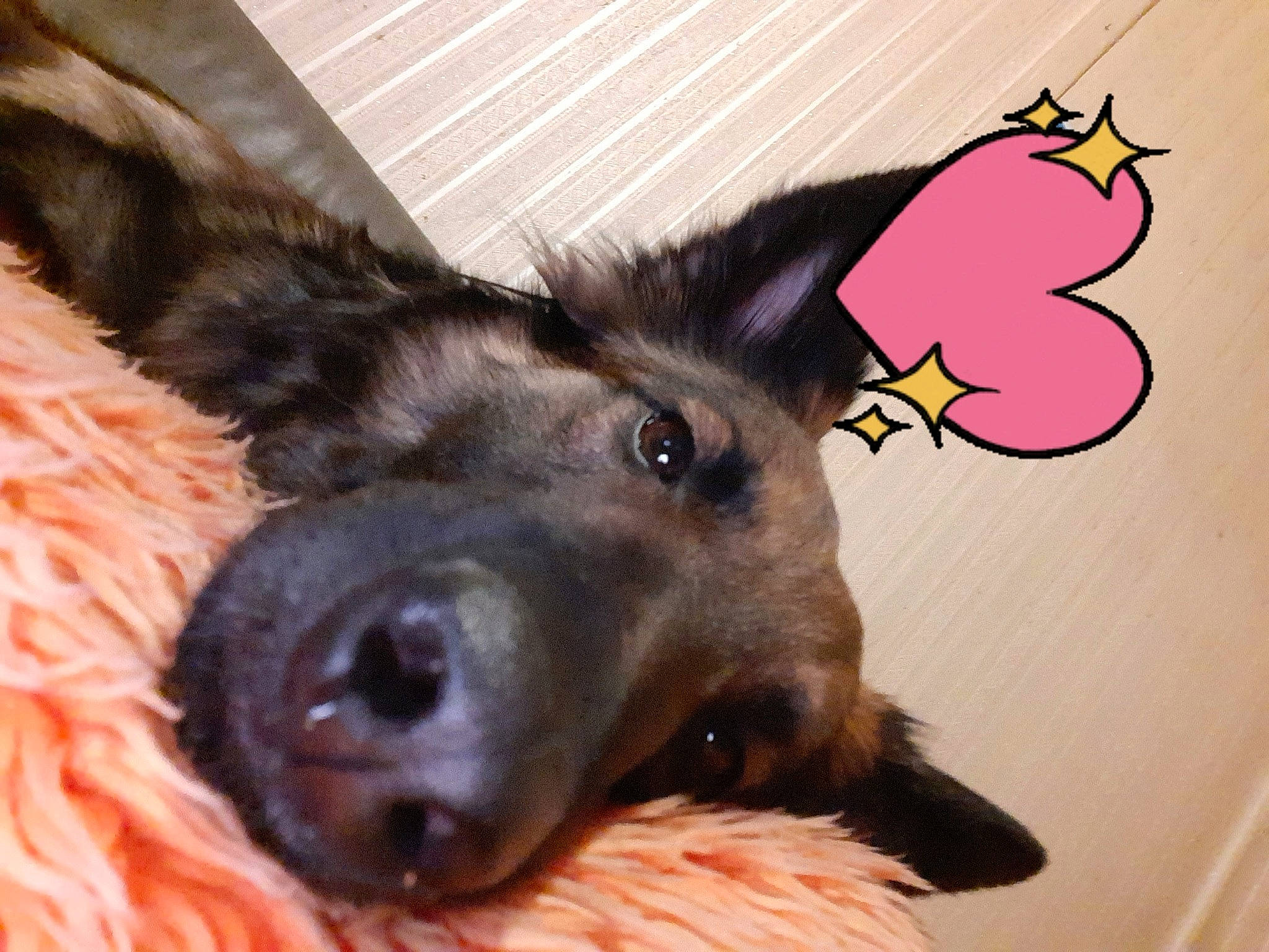 Oska a rejoint le concours — aidez-le/la à gagner de superbes lots ! carnivore, collar, companion_dog, dog, dog_breed, dog_collar, ear, eye, eyelash, foot, fur, gesture, liver, paw, pet_supply, snout, sporting_group, whiskers, working_animal, working_dog