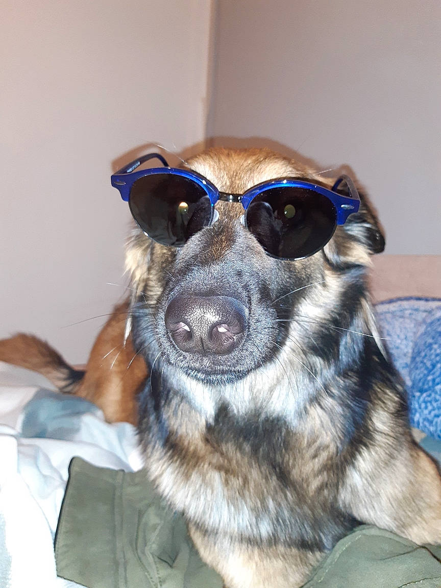 Oska participe au concours pour gagner de l'argent avec cette photo : canidae, carnivore, collar, companion_dog, dog, dog_breed, ear, eyewear, fawn, fur, goggles, head, jaw, snout, sporting_group, sunglasses, toy_dog, vision_care, whiskers, working_animal