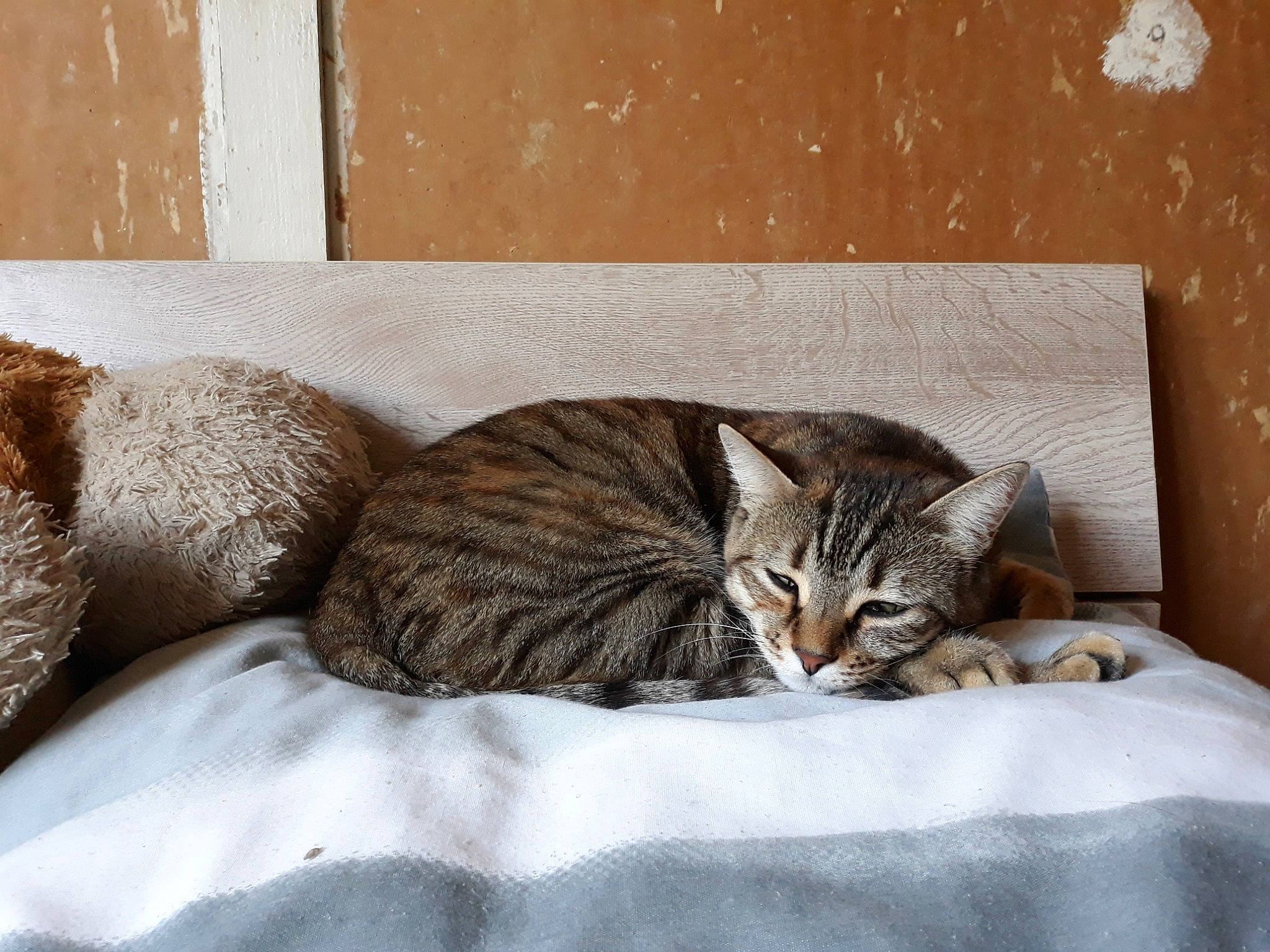 Tigrette participe au concours pour gagner de l'argent avec cette photo : bed, bedding, brown, carnivore, cat, comfort, domestic_short_haired_cat, fawn, felidae, fur, grey, linens, rectangle, small_to_medium_sized_cats, snout, tail, terrestrial_animal, whiskers, window, wood
