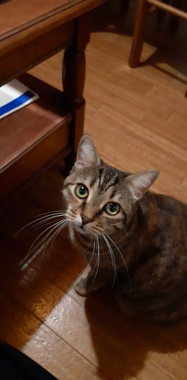 Tigrette a rejoint le concours — aidez-le/la à gagner de superbes lots ! brown, carnivore, cat, comfort, domestic_short_haired_cat, felidae, flooring, fur, hardwood, laminate_flooring, sitting, small_to_medium_sized_cats, snout, tail, terrestrial_animal, varnish, whiskers, wood, wood_flooring, wood_stain