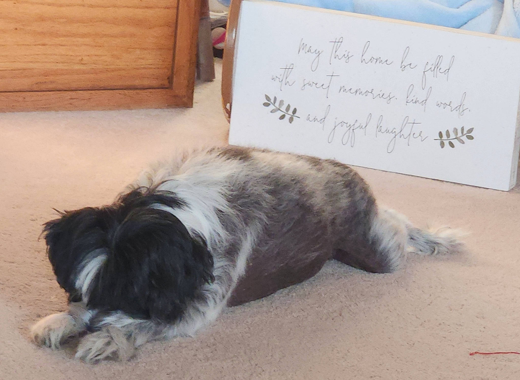 Juliard joined the competition — help win amazing prizes! canidae, carnivore, companion_dog, dog, dog_breed, fur, handwriting, herding_dog, paw, snout, sporting_group, tail, terrestrial_animal, toy_dog, wood, working_animal, working_dog