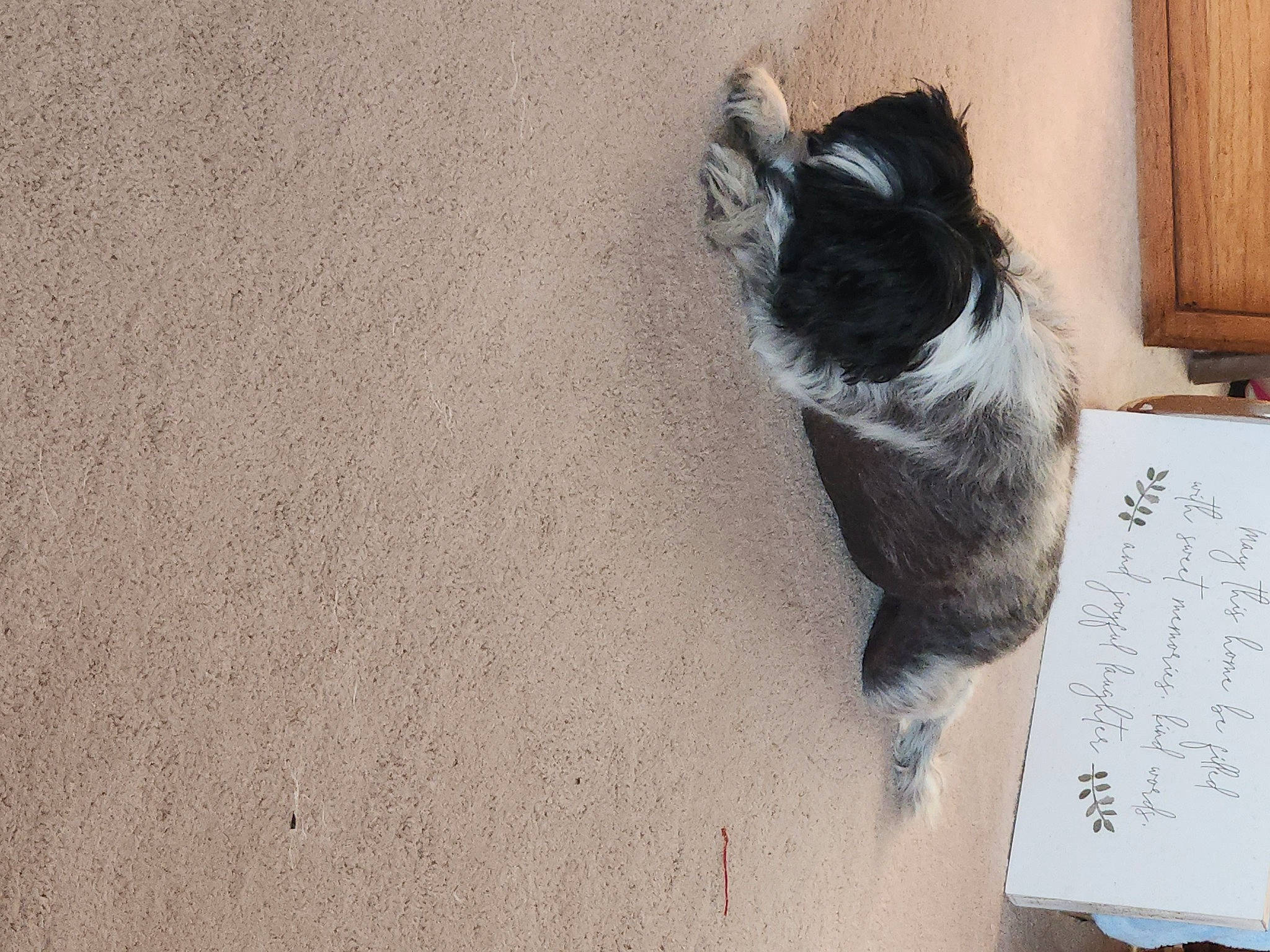 Juliard is registered to the contest to win money with this photo: canidae, carnivore, cat, companion_dog, dog_breed, domestic_short_haired_cat, felidae, flooring, font, fur, handwriting, hardwood, ink, paw, shadow, small_to_medium_sized_cats, sporting_group, tail, whiskers, wood