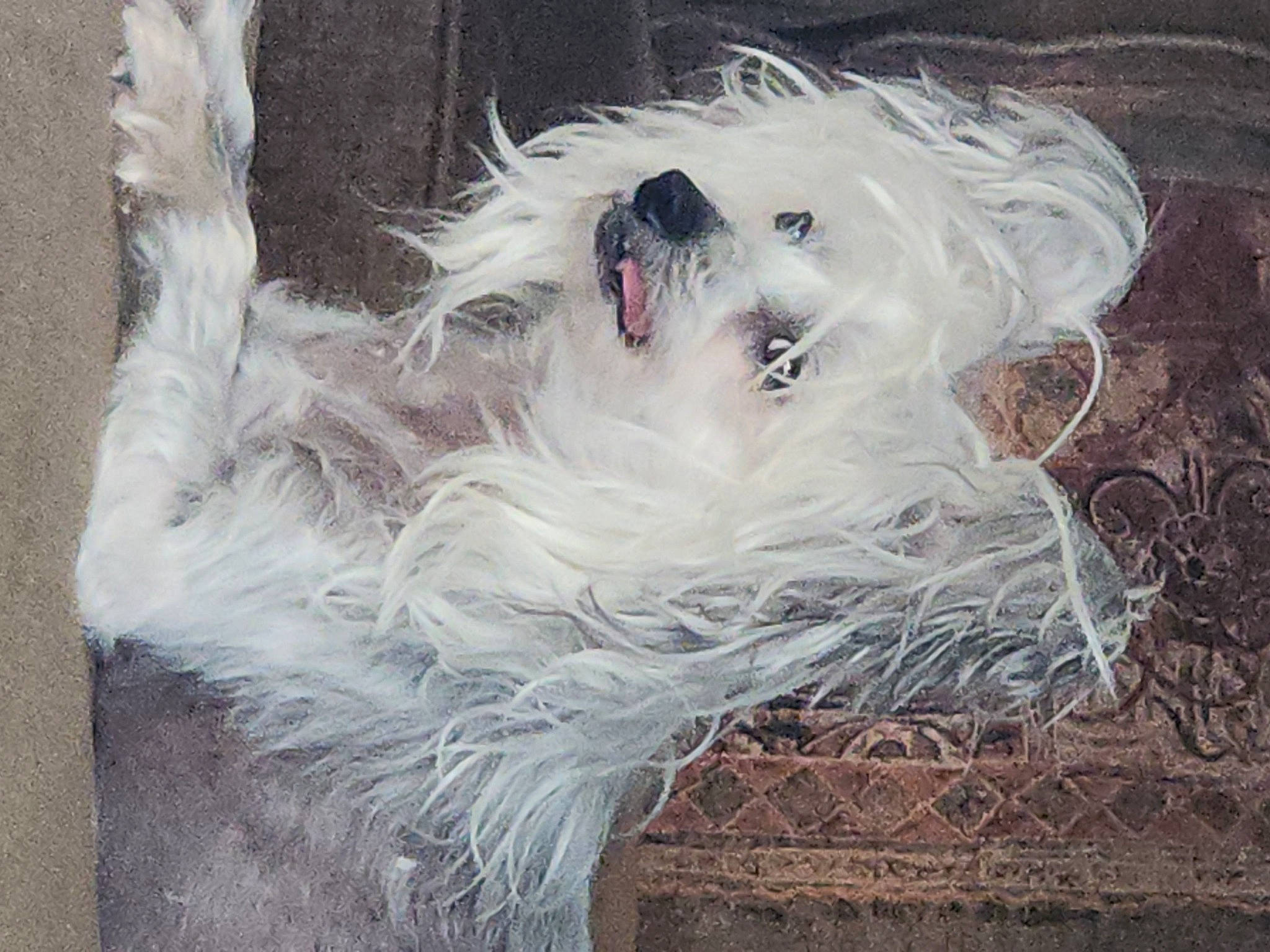 Romeo joined the competition — help win amazing prizes! art, canidae, carnivore, companion_dog, dog, dog_breed, fur, non_sporting_group, paint, painting, snout, sporting_group, sunglasses, toy_dog, visual_arts, working_animal