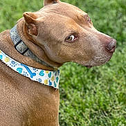 Max joined the competition — help win amazing prizes! animal, brown_dog, canine, closeup, collar, curious, daylight, dog, domestic_animal, ears, fur, grass, green_background, looking_back, muzzle, nature, outdoor, pet, portrait, snout