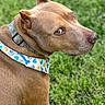 animal, brown_dog, canine, closeup, collar, curious, daylight, dog, domestic_animal, ears, fur, grass, green_background, looking_back, muzzle, nature, outdoor, pet, portrait, snout
