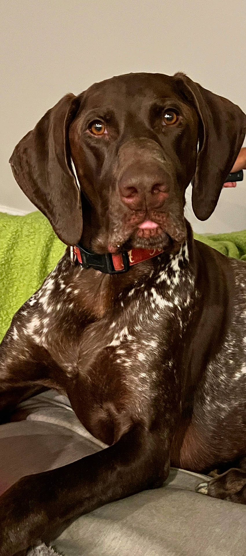 Frankie is registered to the contest to win money with this photo: animal, brown_dog, canine, collar, companion, couch, dog, domestic_animal, ears, fur_pattern, household, indoors, looking_at_camera, paw, pet, portrait, relaxed, resting, snout, speckled_fur