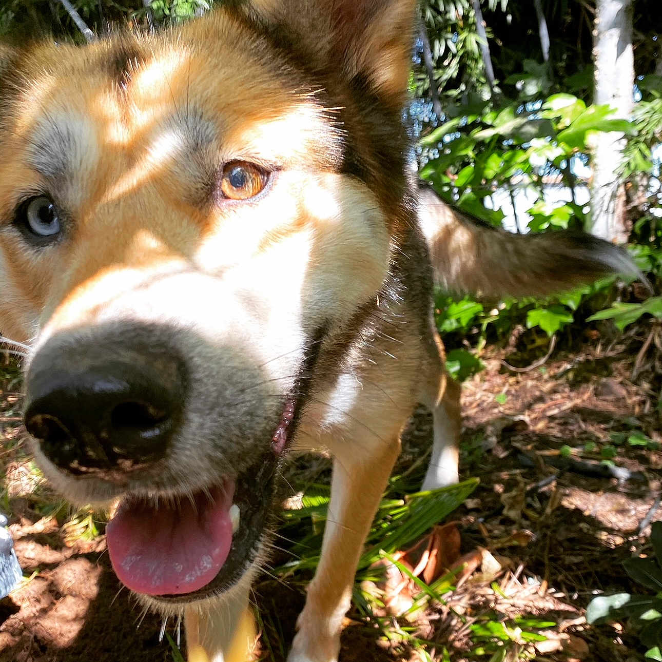 Blue is registered to the contest to win money with this photo: animal, canine, close_up, daylight, dog, ears, forest_floor, fur, greenery, happy, heterochromia, nature, outdoor, pet, playful, shadow, snout, sunlight, tail, tongue_out