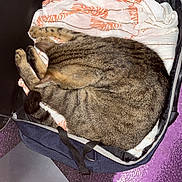 Simba a rejoint le concours — aidez-le/la à gagner de superbes lots ! blanket, cat, cord, cozy, curled_up, domestic_animal, electronics, fur, indoor, laptop, pet, purple_carpet, quiet, resting, sleeping, soft_texture, striped, suitcase, tabby_cat, usb_cable