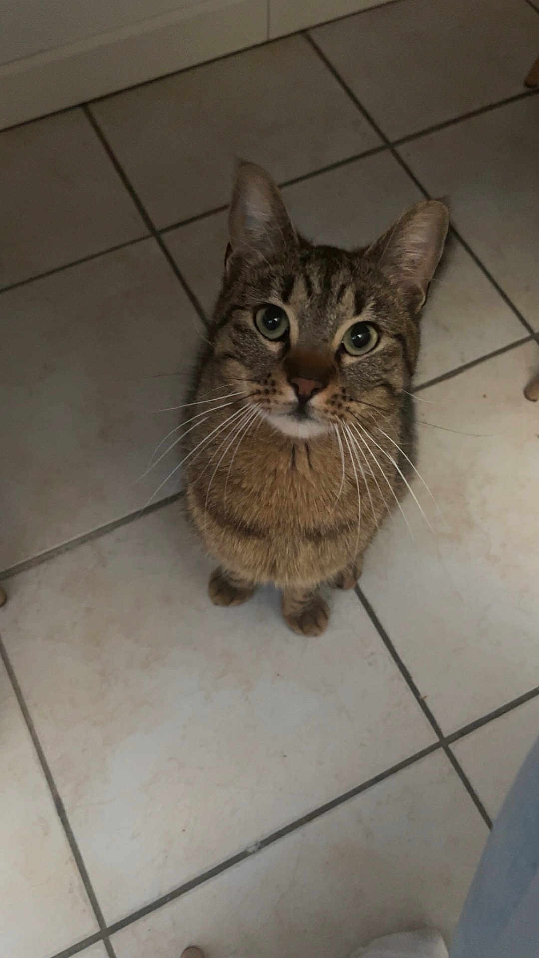 Simba