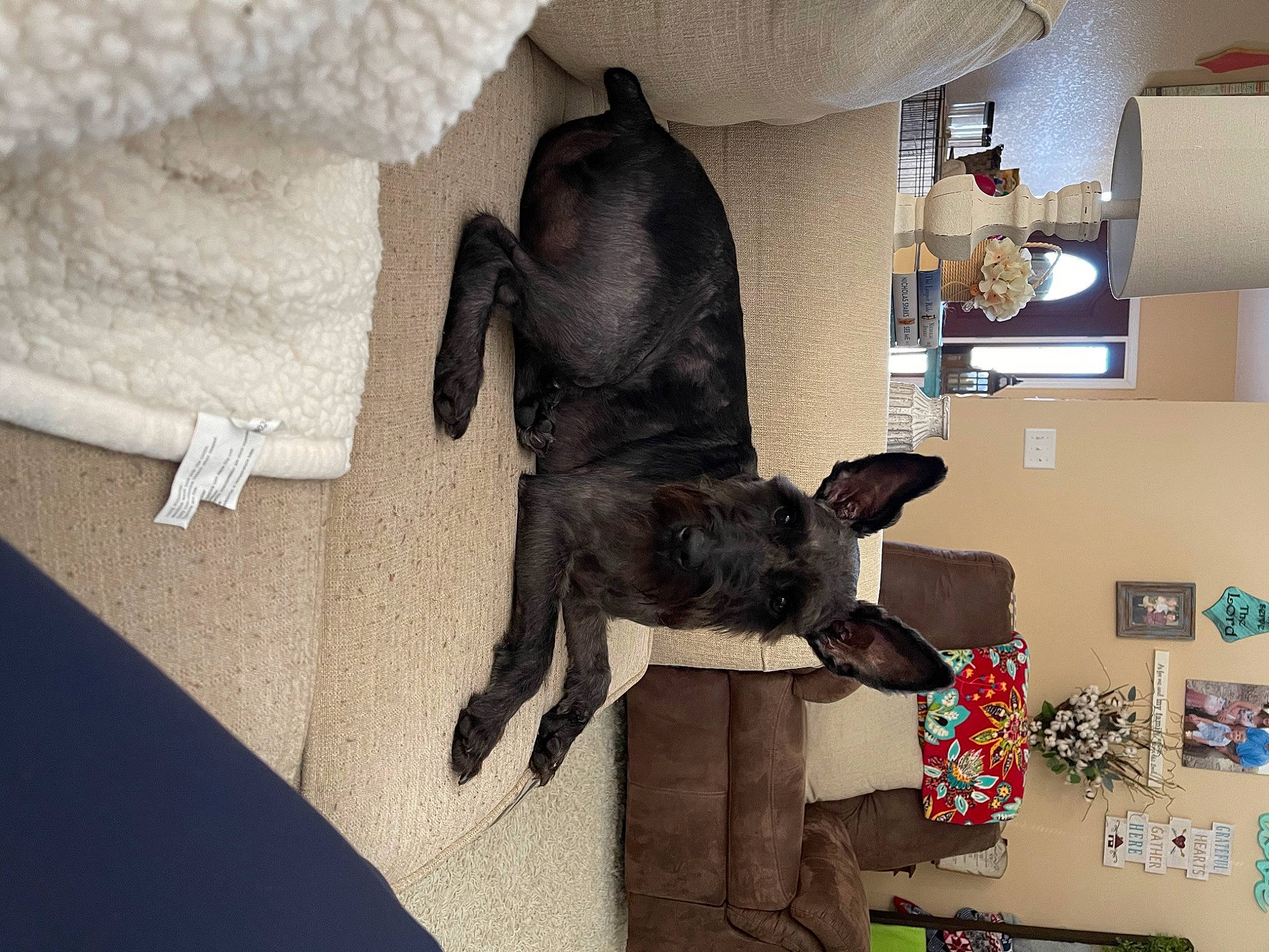 Covy joined the competition — help win amazing prizes! art, canidae, carmine, carnivore, comfort, companion_dog, dog, felidae, flooring, fur, grey, hardwood, house, lamp, sculpture, shelf, sporting_group, tail, wood, working_animal