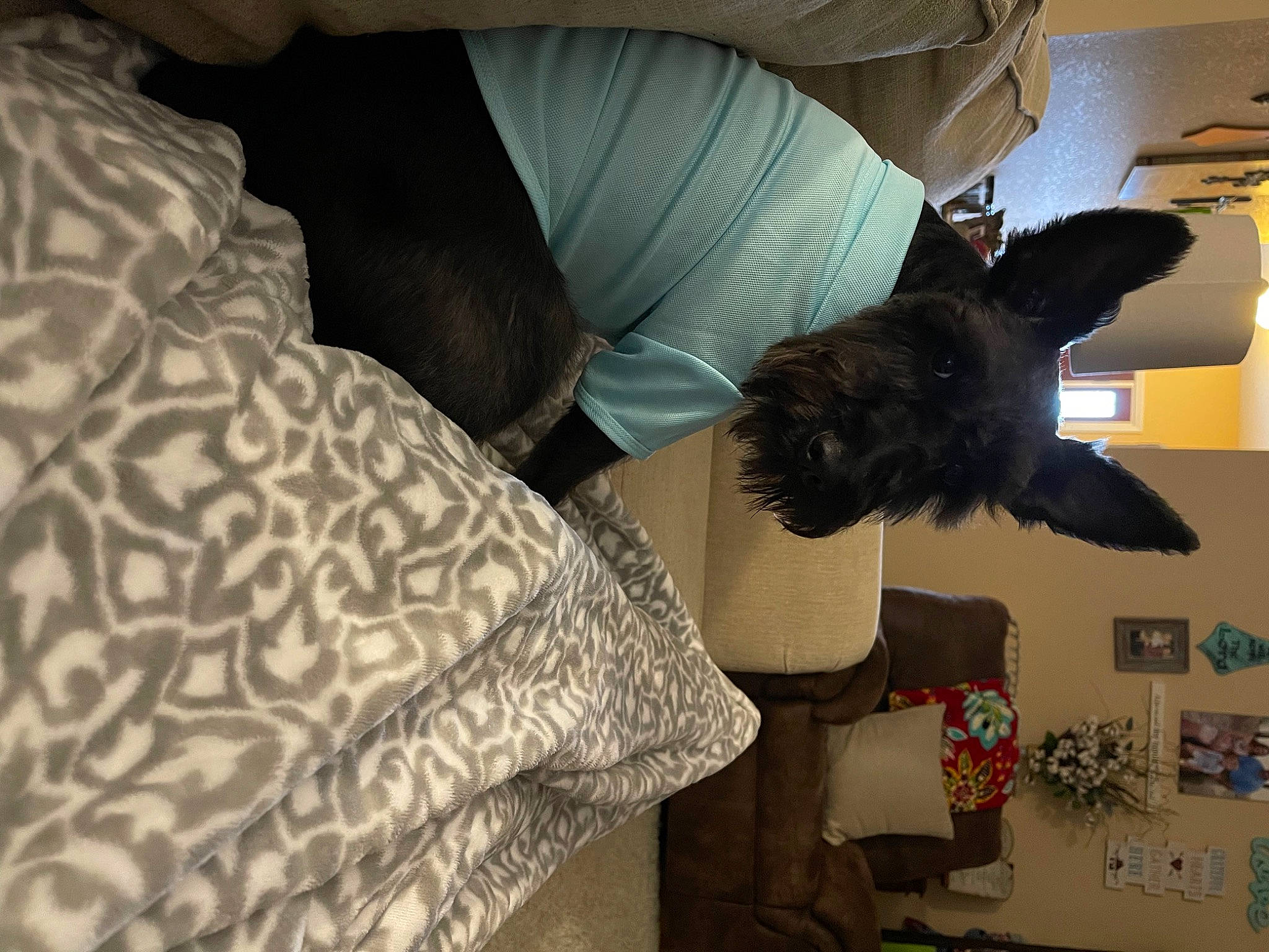 Covy is registered to the contest to win money with this photo: bedding, ceiling, comfort, couch, feather, fur, hat, human_leg, linens, living_room, pattern, room, sitting, textile, tints_and_shades, wing