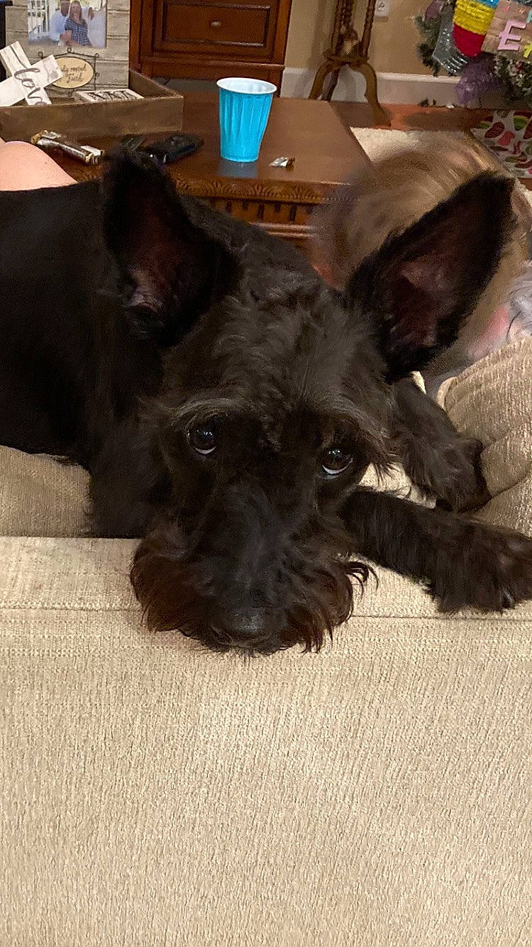 Covy joined the competition — help win amazing prizes! canidae, carnivore, companion_dog, dog, dog_breed, ear, fawn, fur, liver, non_sporting_group, small_terrier, snout, sporting_group, terrestrial_animal, terrier, toy_dog, whiskers, working_animal