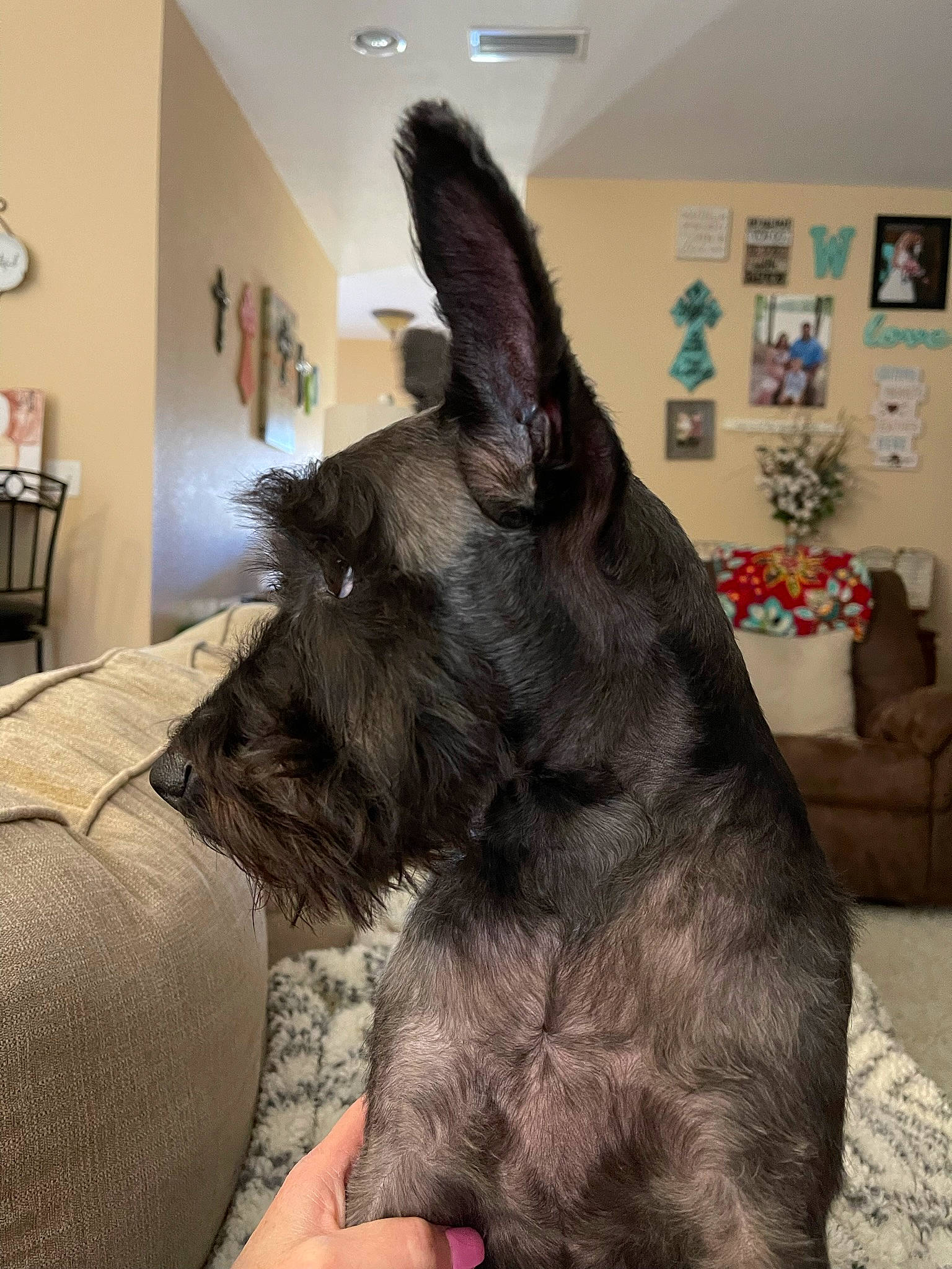 Covy is registered to the contest to win money with this photo: canidae, carnivore, clock, collar, comfort, companion_dog, couch, dog, dog_breed, ear, fawn, flowerpot, fur, houseplant, longcase_clock, picture_frame, snout, sporting_group, terrestrial_animal, working_animal