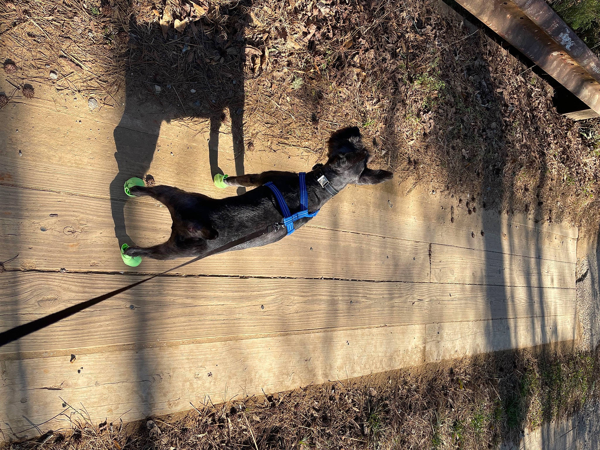 Covy joined the competition — help win amazing prizes! asphalt, branch, grass, leisure, people_in_nature, plant, recreation, reflection, road, road_surface, shade, shadow, sidewalk, soil, street, tints_and_shades, trunk, water, window, wood