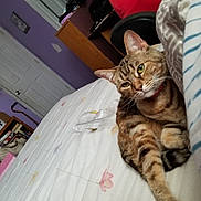Giggles is registered to the contest to win money with this photo: animal, bed, bedspread, cat, clutter, cozy, desk, domestic, door, furniture, home, indoor, pet, purple_wall, relaxed, remote_control, room, sleepy, stretching, tabby