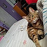 animal, bed, bedspread, cat, clutter, cozy, desk, domestic, door, furniture, home, indoor, pet, purple_wall, relaxed, remote_control, room, sleepy, stretching, tabby