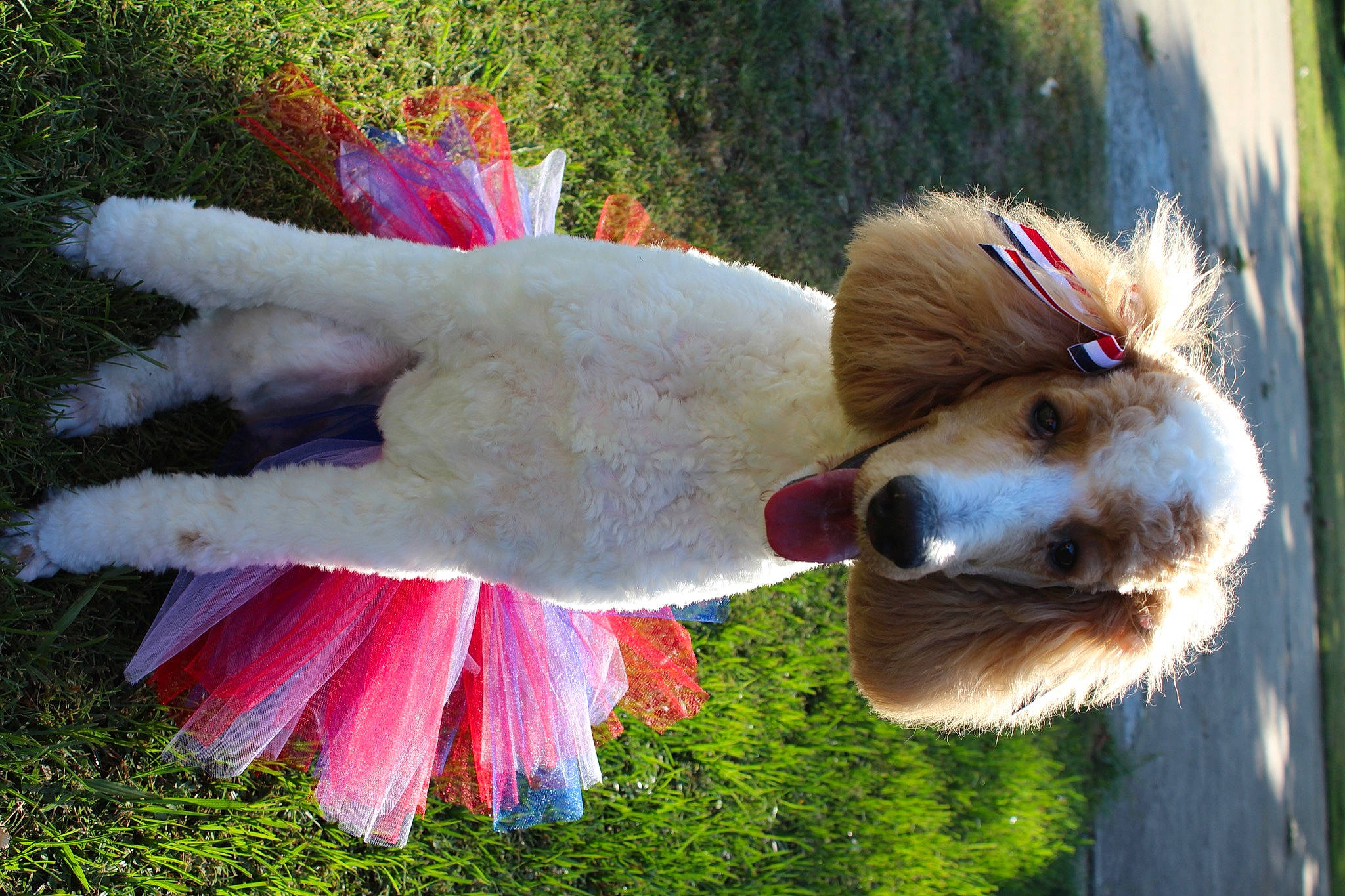 Stella is registered to the contest to win money with this photo: beak, canidae, carnivore, companion_dog, dog, dog_breed, fawn, feather, sporting_group, tail, wing